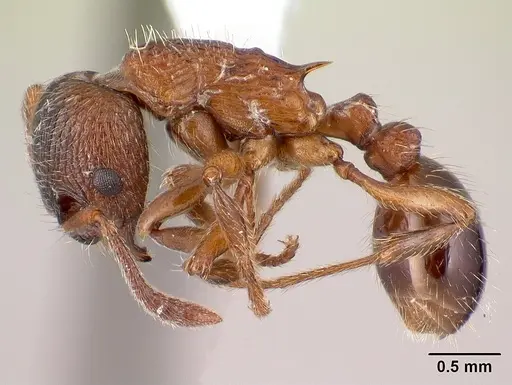 Myrmica incompleta specimen CASENT0179858 image casent0179858_3
