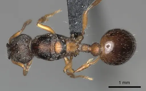 Myrmica incompleta specimen CASENT0217892 image casent0217892_1