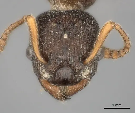 Myrmica incompleta specimen CASENT0217892 image casent0217892_2