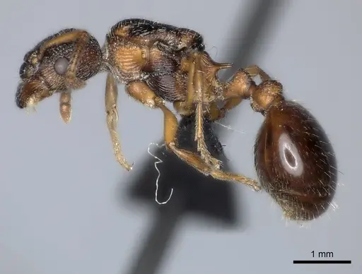 Myrmica incompleta specimen CASENT0217892 image casent0217892_3