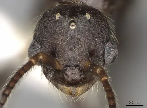 Myrmica incompleta specimen CASENT0862446 image casent0862446_2
