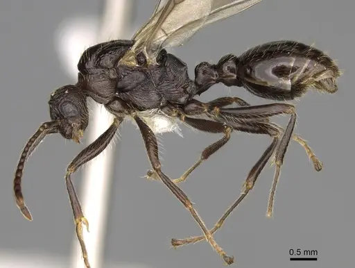 Myrmica incompleta specimen CASENT0862446 image casent0862446_3