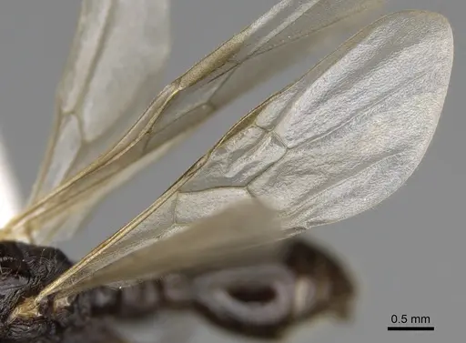 Myrmica incompleta specimen CASENT0862446 image casent0862446_4