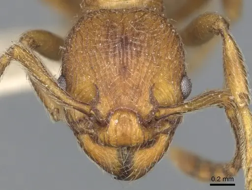 Myrmica incompleta specimen CASENT0904079 image casent0904079_2