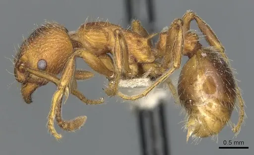 Myrmica incompleta specimen CASENT0904079 image casent0904079_3