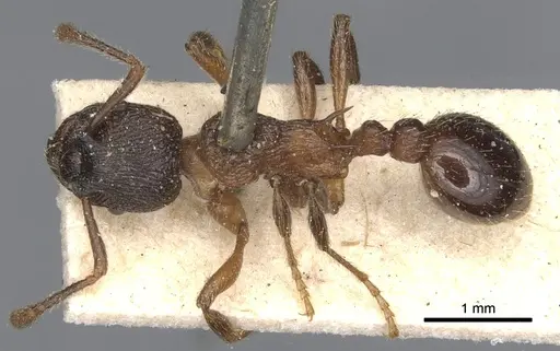 Myrmica incompleta specimen CASENT0904080 image casent0904080_1