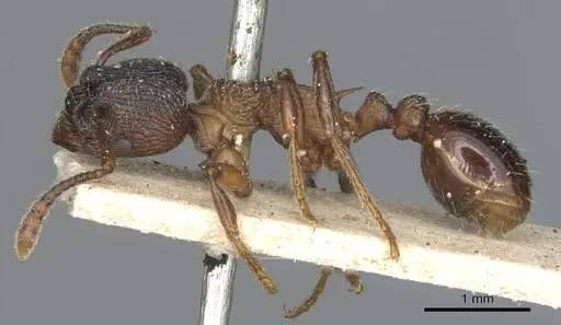 Myrmica incompleta specimen CASENT0904080 image casent0904080_3