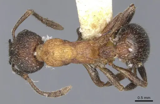 Myrmica incompleta specimen CASENT0904081 image casent0904081_1