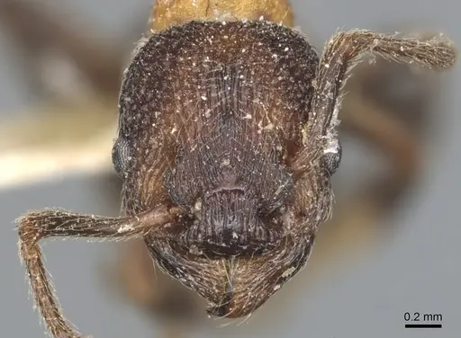Myrmica incompleta specimen CASENT0904081 image casent0904081_2