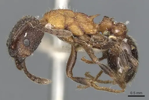Myrmica incompleta specimen CASENT0904081 image casent0904081_3