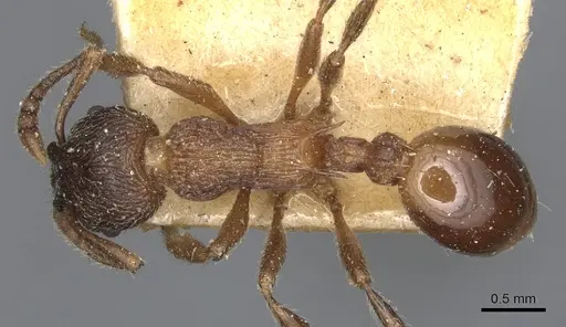 Myrmica incompleta specimen CASENT0904082 image casent0904082_1