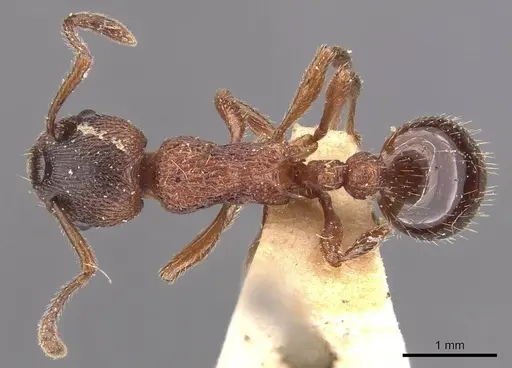 Myrmica incompleta specimen CASENT0905772 image casent0905772_1
