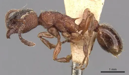 Myrmica incompleta specimen CASENT0905772 image casent0905772_3