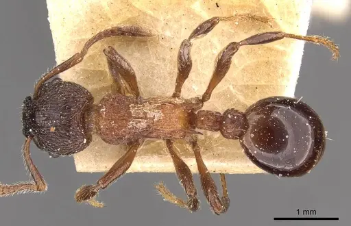 Myrmica incompleta specimen CASENT0907634 image casent0907634_1