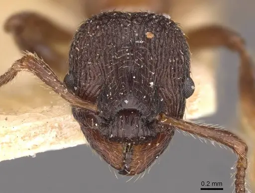Myrmica incompleta specimen CASENT0907634 image casent0907634_2