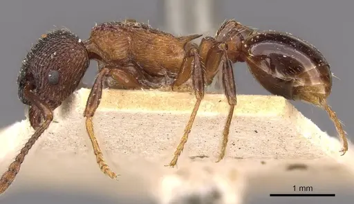 Myrmica incompleta specimen CASENT0907634 image casent0907634_3