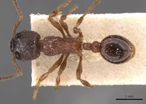 Myrmica incompleta specimen CASENT0907635 image casent0907635_1
