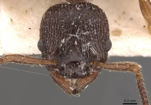 Myrmica incompleta specimen CASENT0907635 image casent0907635_2