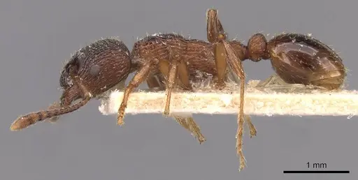 Myrmica incompleta specimen CASENT0907635 image casent0907635_3