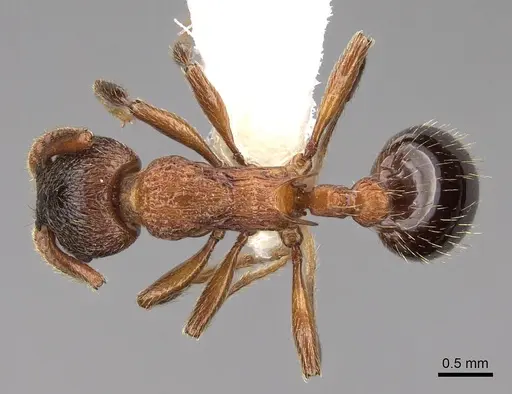 Myrmica incompleta specimen CASENT0922755 image casent0922755_1