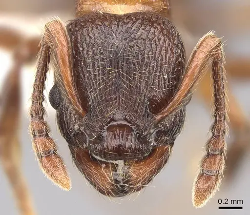 Myrmica incompleta specimen CASENT0922755 image casent0922755_2