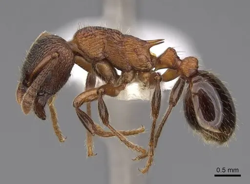 Myrmica incompleta specimen CASENT0922755 image casent0922755_3