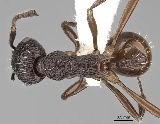 Myrmica indica specimen CASENT0280832 image casent0280832_1
