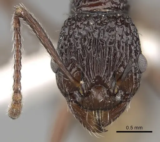 Myrmica indica specimen CASENT0280832 image casent0280832_2