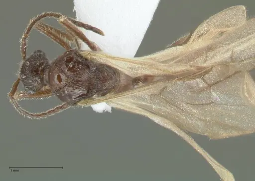 Myrmica indica specimen FOCOL1819 image focol1819_1