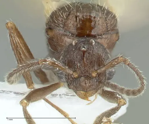 Myrmica indica specimen FOCOL1819 image focol1819_2