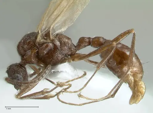 Myrmica indica specimen FOCOL1819 image focol1819_3