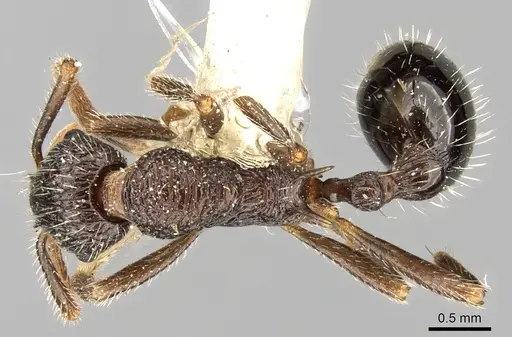 Myrmica inezae specimen CASENT0280836 image casent0280836_1