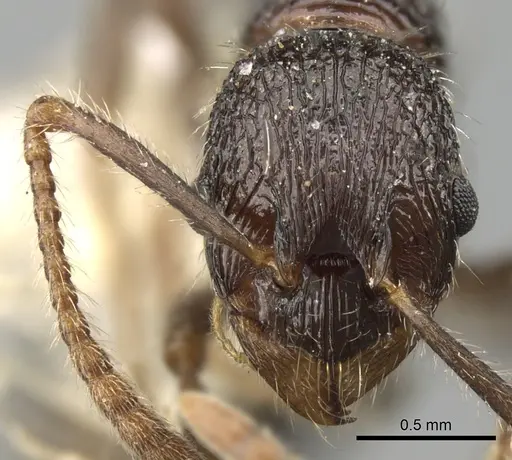Myrmica inezae specimen CASENT0280836 image casent0280836_2