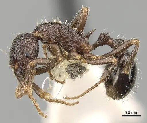 Myrmica inezae specimen CASENT0280836 image casent0280836_3