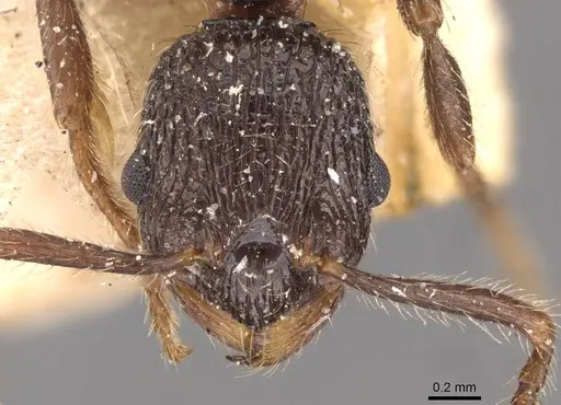 Myrmica inezae specimen CASENT0907636 image casent0907636_2