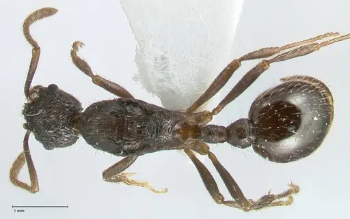 Myrmica inezae specimen FOCOL1820 image focol1820_1