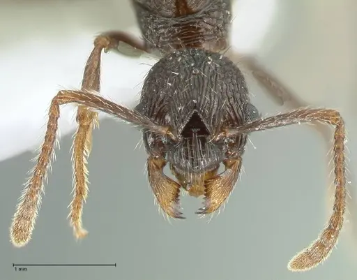 Myrmica inezae specimen FOCOL1820 image focol1820_2
