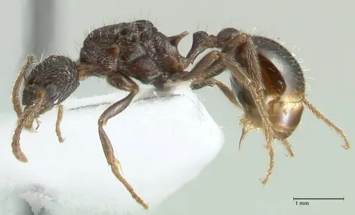Myrmica inezae specimen FOCOL1820 image focol1820_3