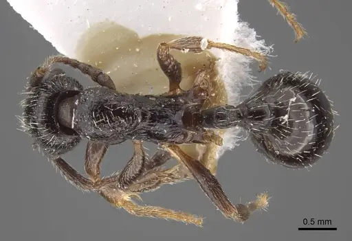 Myrmica inucta specimen CASENT0917511 image casent0917511_1