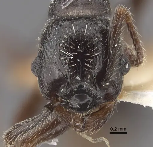 Myrmica inucta specimen CASENT0917511 image casent0917511_2