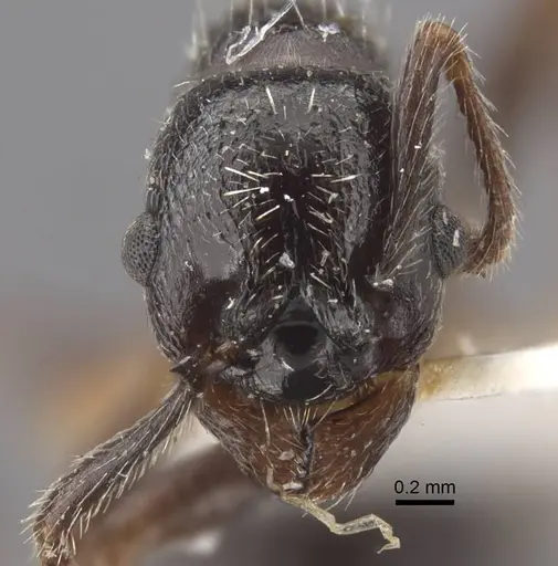Myrmica inucta specimen CASENT0917511 image casent0917511_3