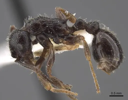 Myrmica inucta specimen CASENT0917511 image casent0917511_4