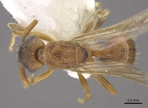 Myrmica jennyae specimen CASENT0917695 image casent0917695_1