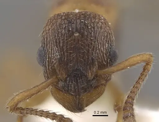 Myrmica jennyae specimen CASENT0917695 image casent0917695_2