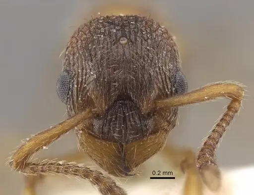 Myrmica jennyae specimen CASENT0917695 image casent0917695_3