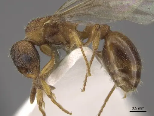 Myrmica jennyae specimen CASENT0917695 image casent0917695_4