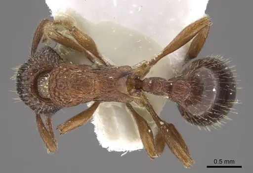 Myrmica jennyae specimen CASENT0917696 image casent0917696_1