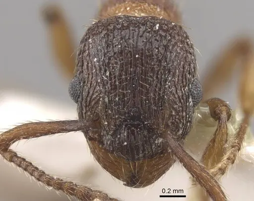 Myrmica jennyae specimen CASENT0917696 image casent0917696_2