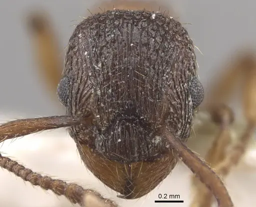 Myrmica jennyae specimen CASENT0917696 image casent0917696_3