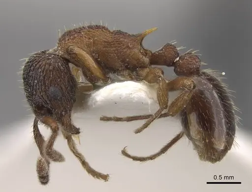 Myrmica jennyae specimen CASENT0917696 image casent0917696_4